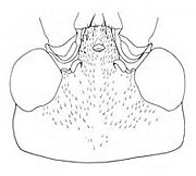 image of Orocharis nigrifrons