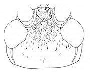 image of Orocharis tricornis