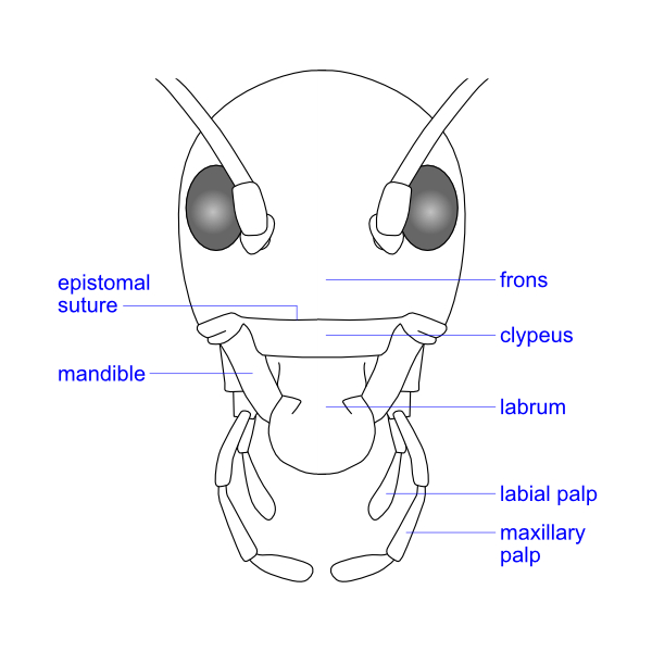 epistomal suture