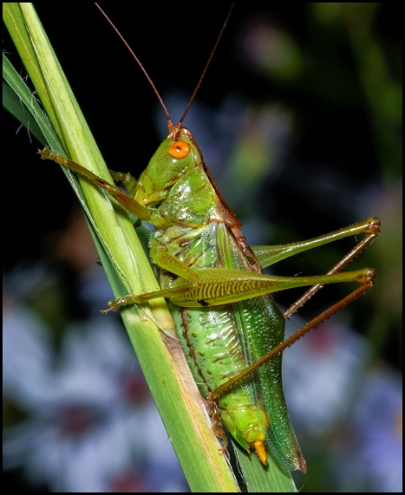 katydid