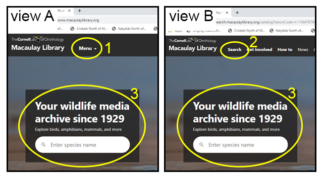 image from MLNS web site