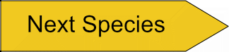 next species